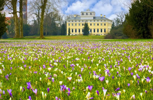 Crocus meadow