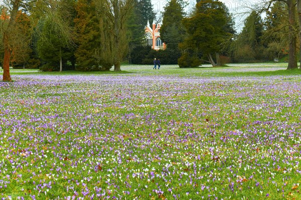 Crocus Meadow