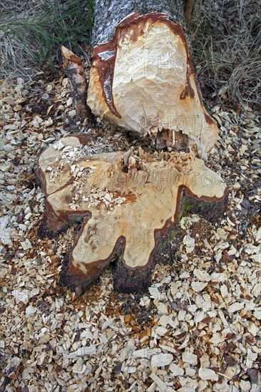 Wood chips and teeth marks on tree felled by Eurasian beaver