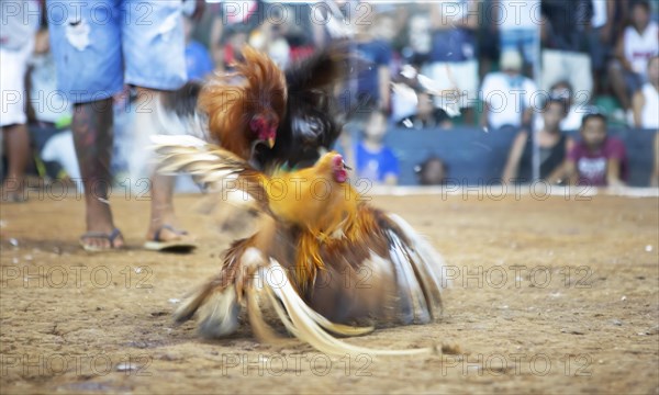 Cockfight