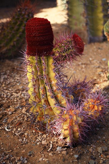 Pallanca exotic garden