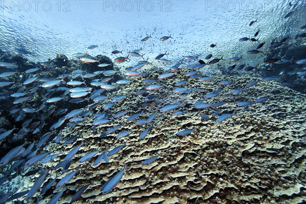 Acropora coral