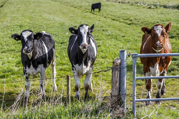 Herd of dairy cows in the meadow