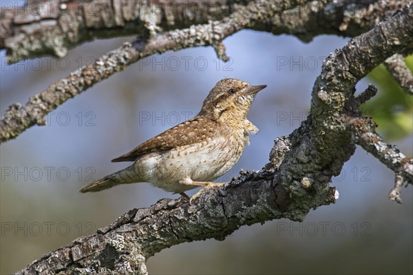 Eurasian wryneck