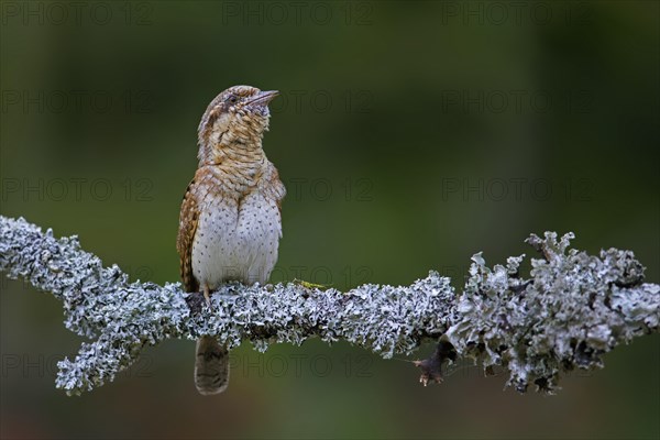 Eurasian wryneck