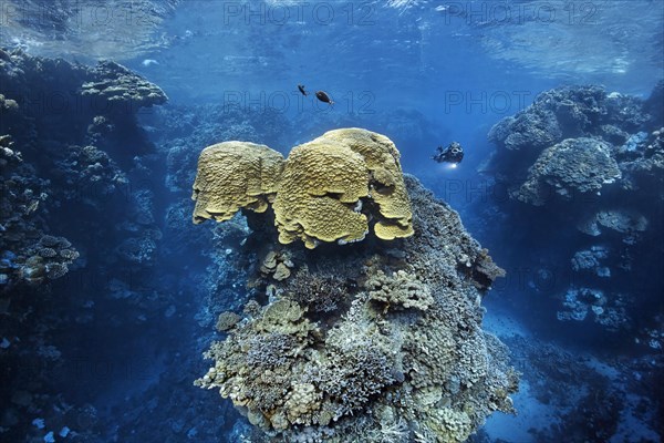 Diver looking at dome coral