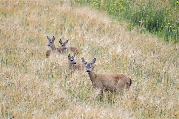 European roe deer