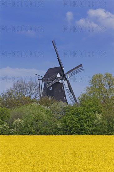 18th century wooden windmill Jachen Fluenk at Lemkenhafen on the island Fehmarn at Ostholstein in spring