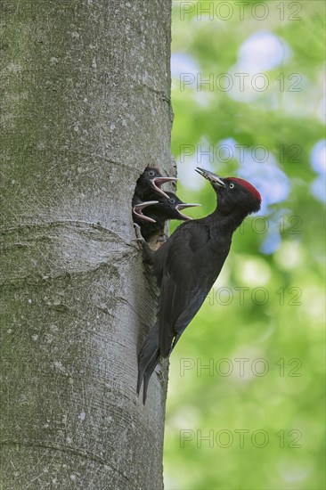 Black woodpecker