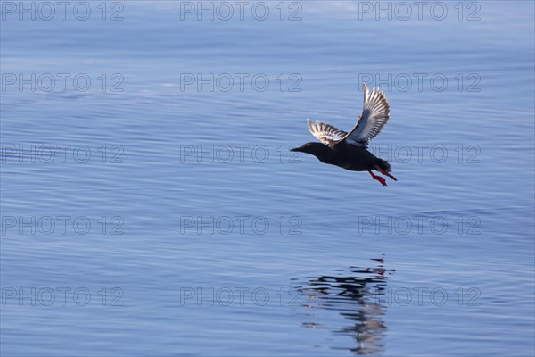 Black guillemot