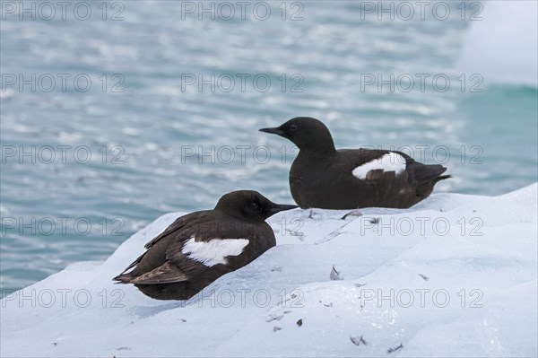 Two black guillemots