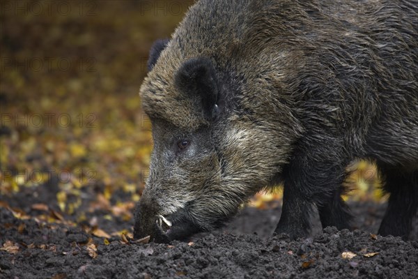 Wild boar