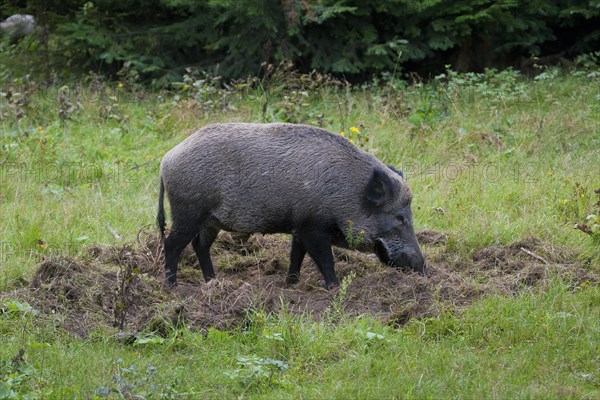 Wild boar