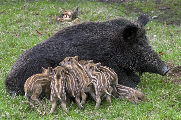 Wild boar