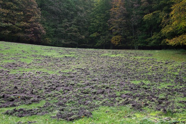 Ruined grassland at forest edge