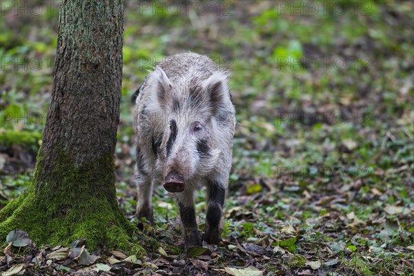 Spotted wild boar