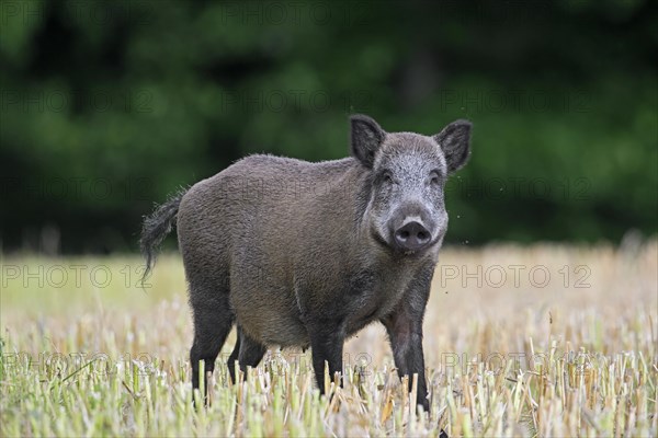 Solitary wild boar