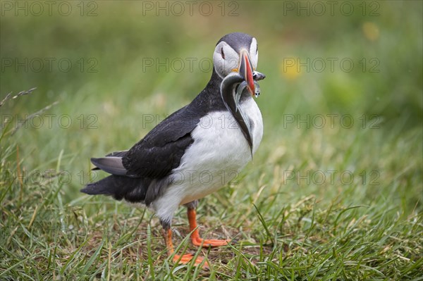 Atlantic puffin