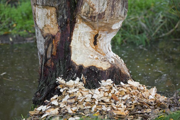 Thick tree trunk showing teeth marks and wood chips from gnawing by Eurasian beaver