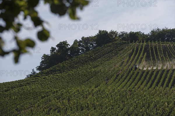 A tractor driving through a vineyard in Eberstadt on 15.07.2022.