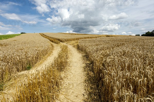 Rye field shortly in front of harvest