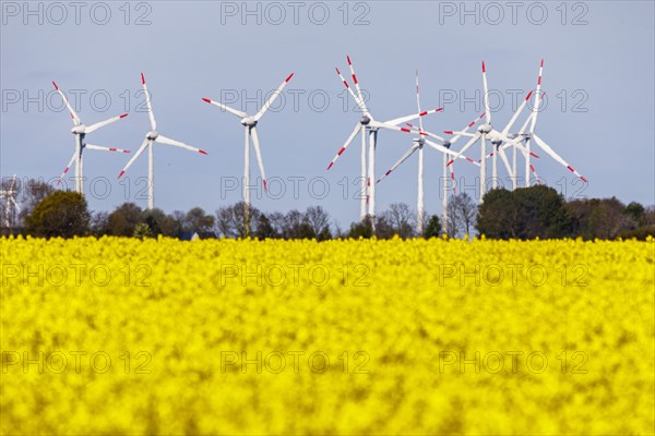Rape field in full bloom in front of wind turbines near Buesum on the North Sea coast