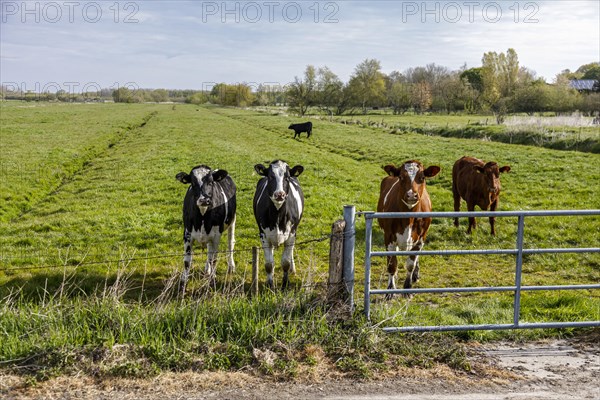 Herd of dairy cows in the meadow