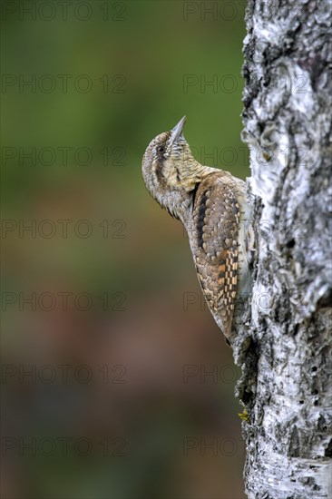 Eurasian wryneck