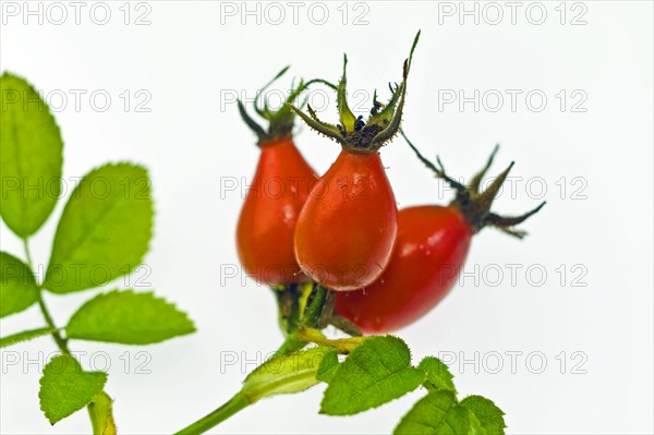 Rosehip