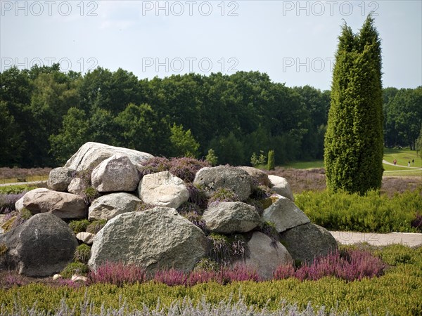 Erratic blocks in the heather garden of Schneverdingen