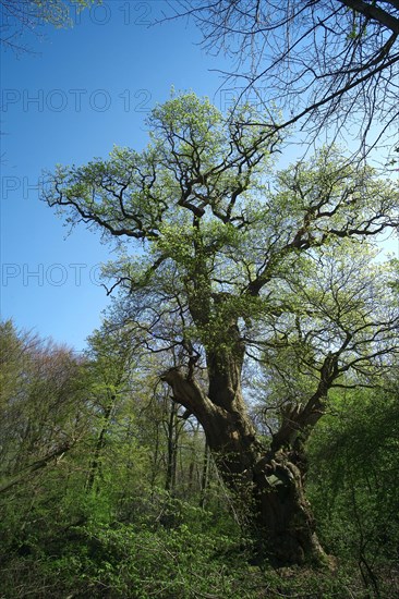Lower Saxony Hude Primeval Forest Hasbruch Friederikeneiche