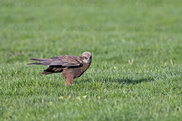 Eurasian marsh harrier