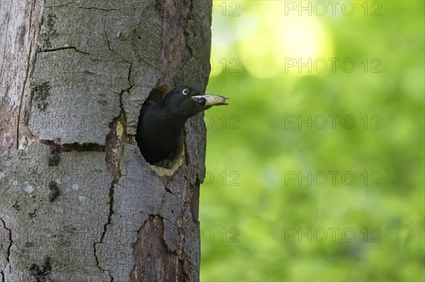 Black woodpecker