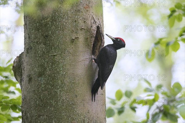 Black woodpecker