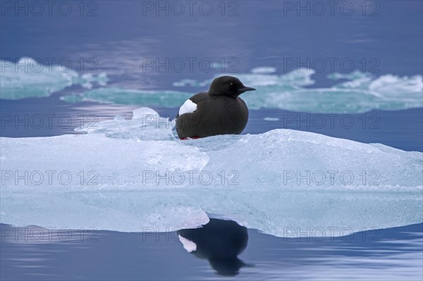 Black guillemot