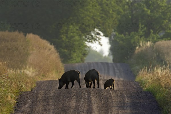 Wild boars