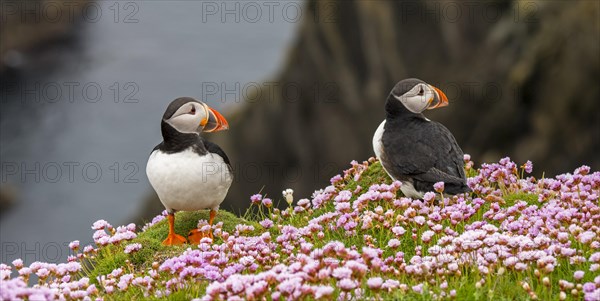 Two Atlantic puffins