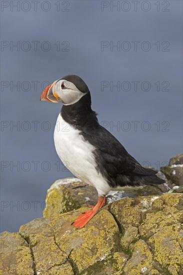 Atlantic puffin