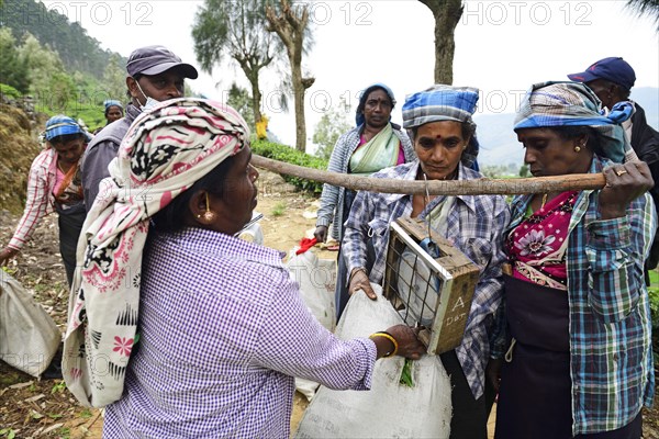 Tea pickers weighing tea at the collection point