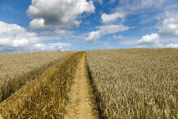 Rye field shortly in front of harvest