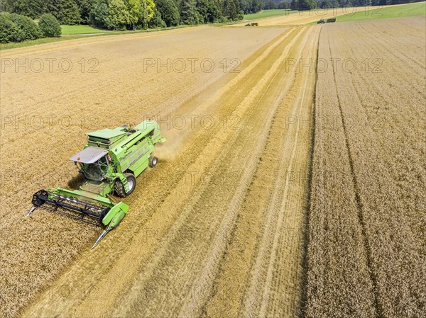 Grain harvest