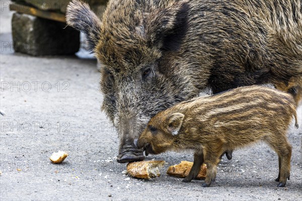 Wildpark im Grafenberger Wald