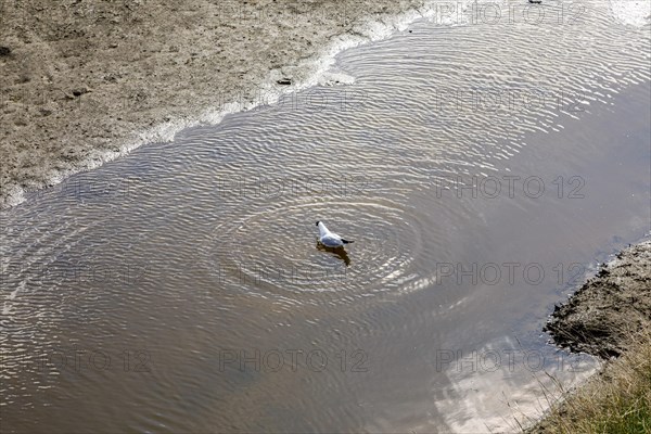 Black-headed gull takes a bath in a tidal flat