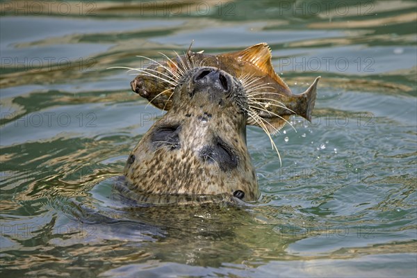 Close-up of common seal