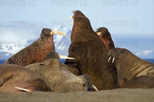 Walruses