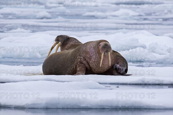Two male walruses