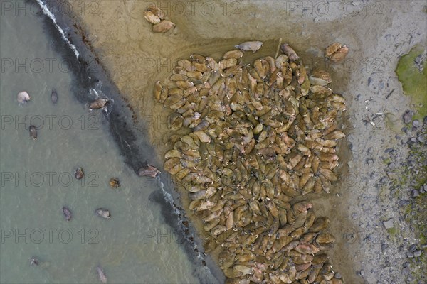 Aerial view over herd of walruses