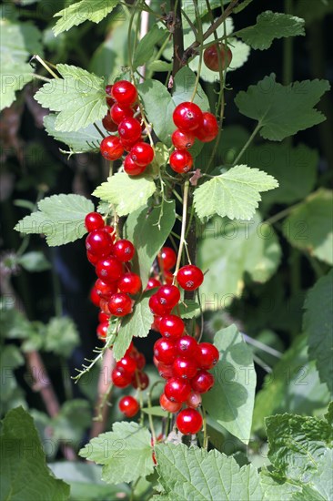 Redcurrants