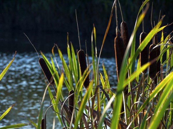 Lesser bulrush