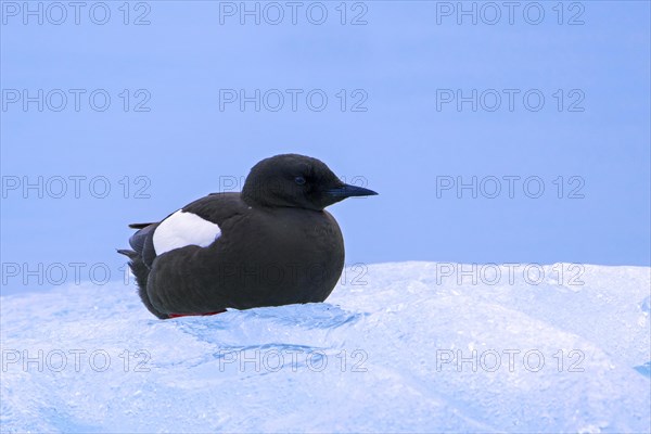 Black guillemot